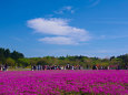 5月の空と芝桜