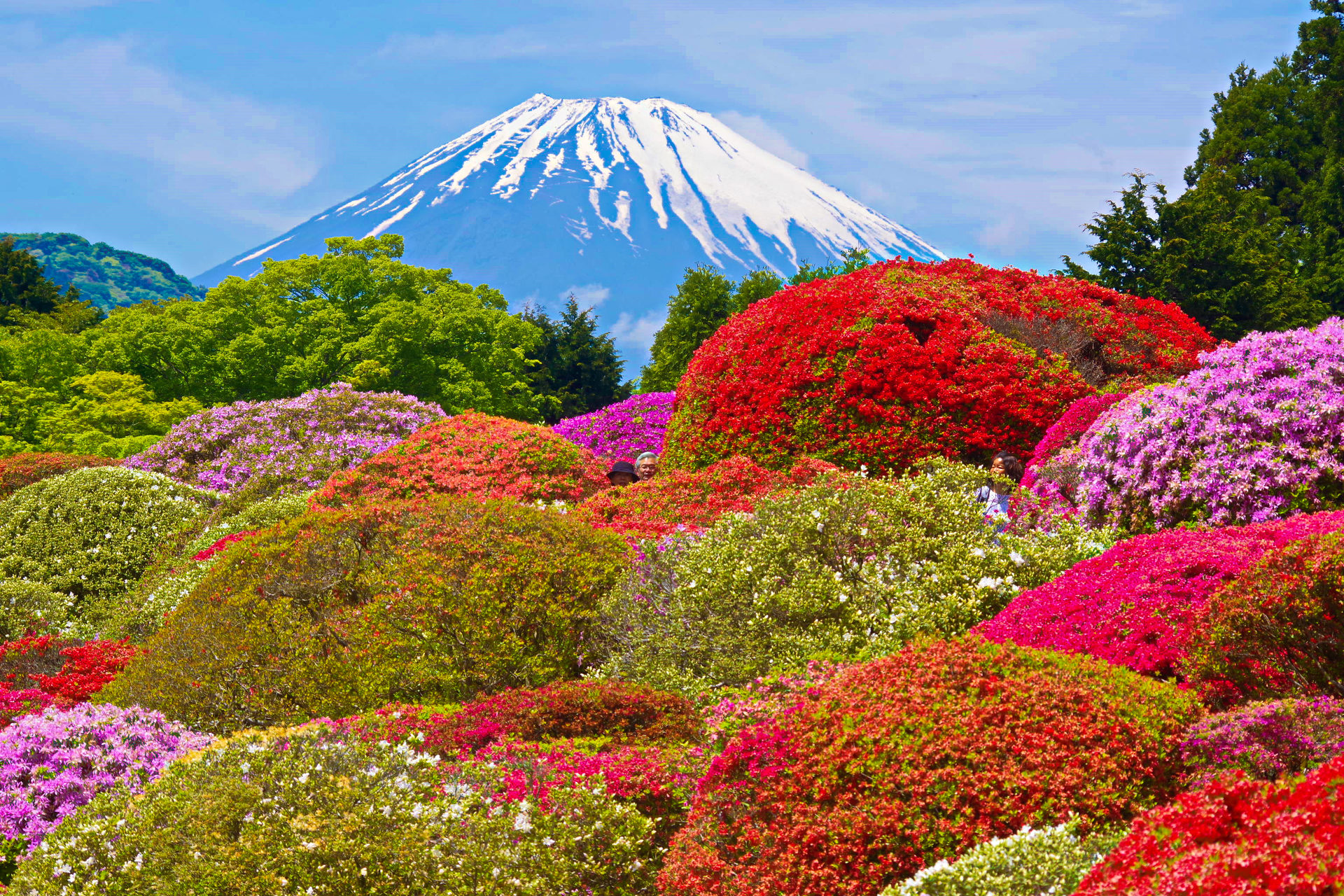 日本の風景 富士山とつつじ 壁紙19x1280 壁紙館