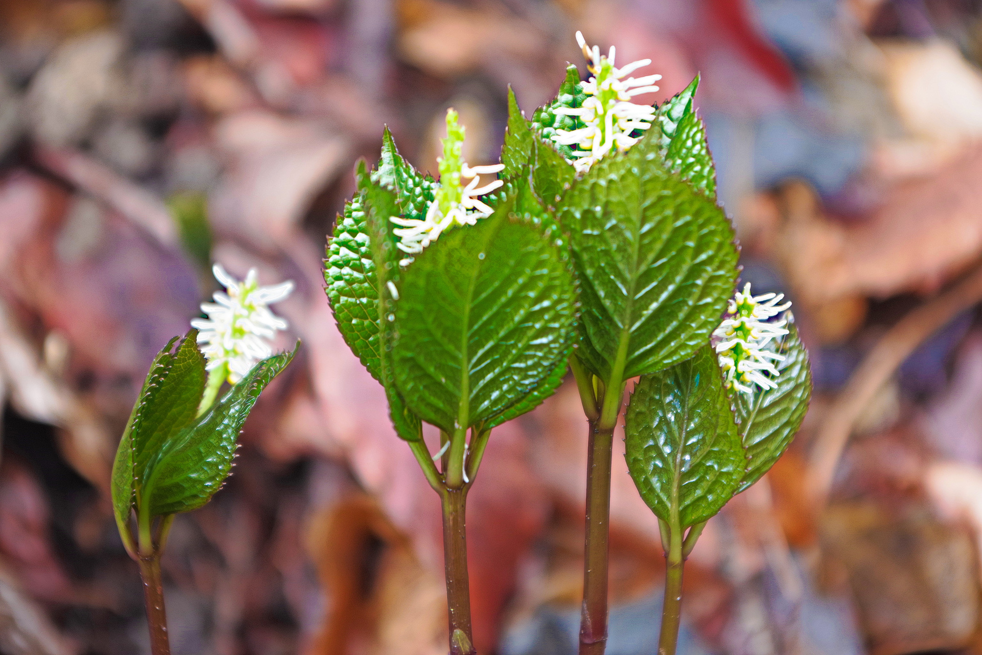 花 植物 ヒトリシズカ 壁紙19x1280 壁紙館