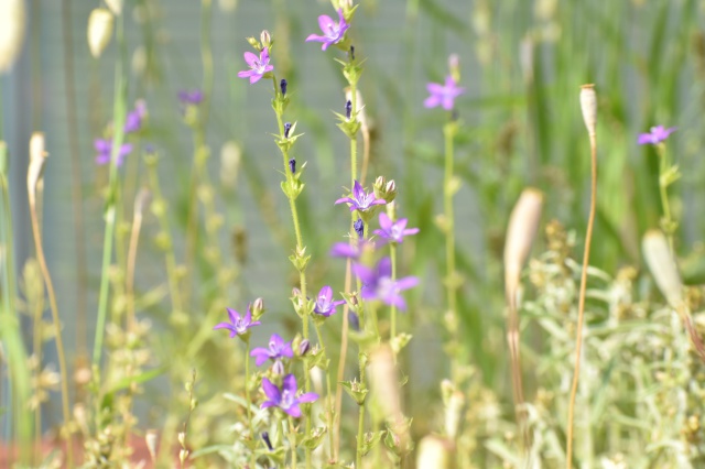 小さな花たちの世界2