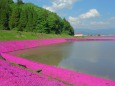 牛ケ原の水田と芝桜#1