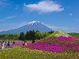 富士山と芝桜富士