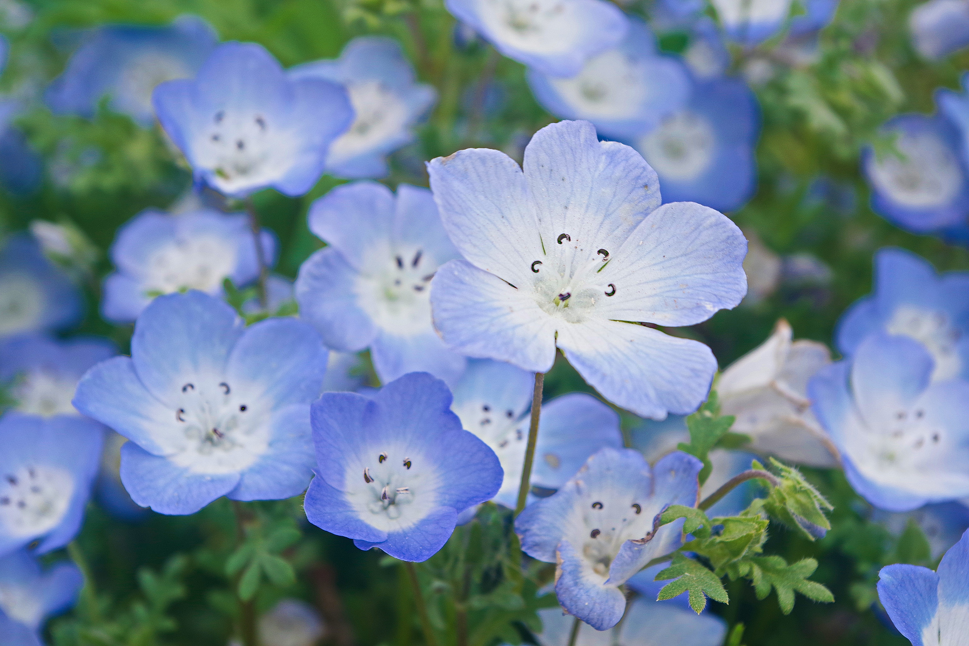 花 植物 ネモフィラ 壁紙19x1280 壁紙館