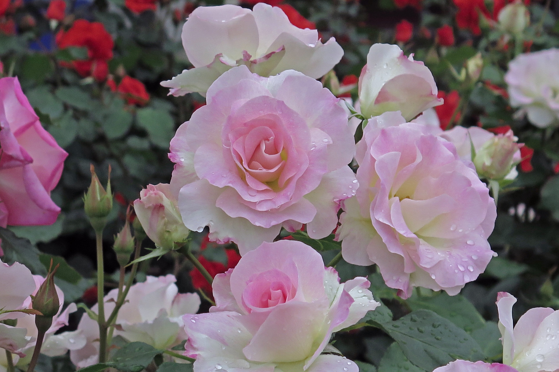 花 植物 マチルダ 壁紙19x1279 壁紙館