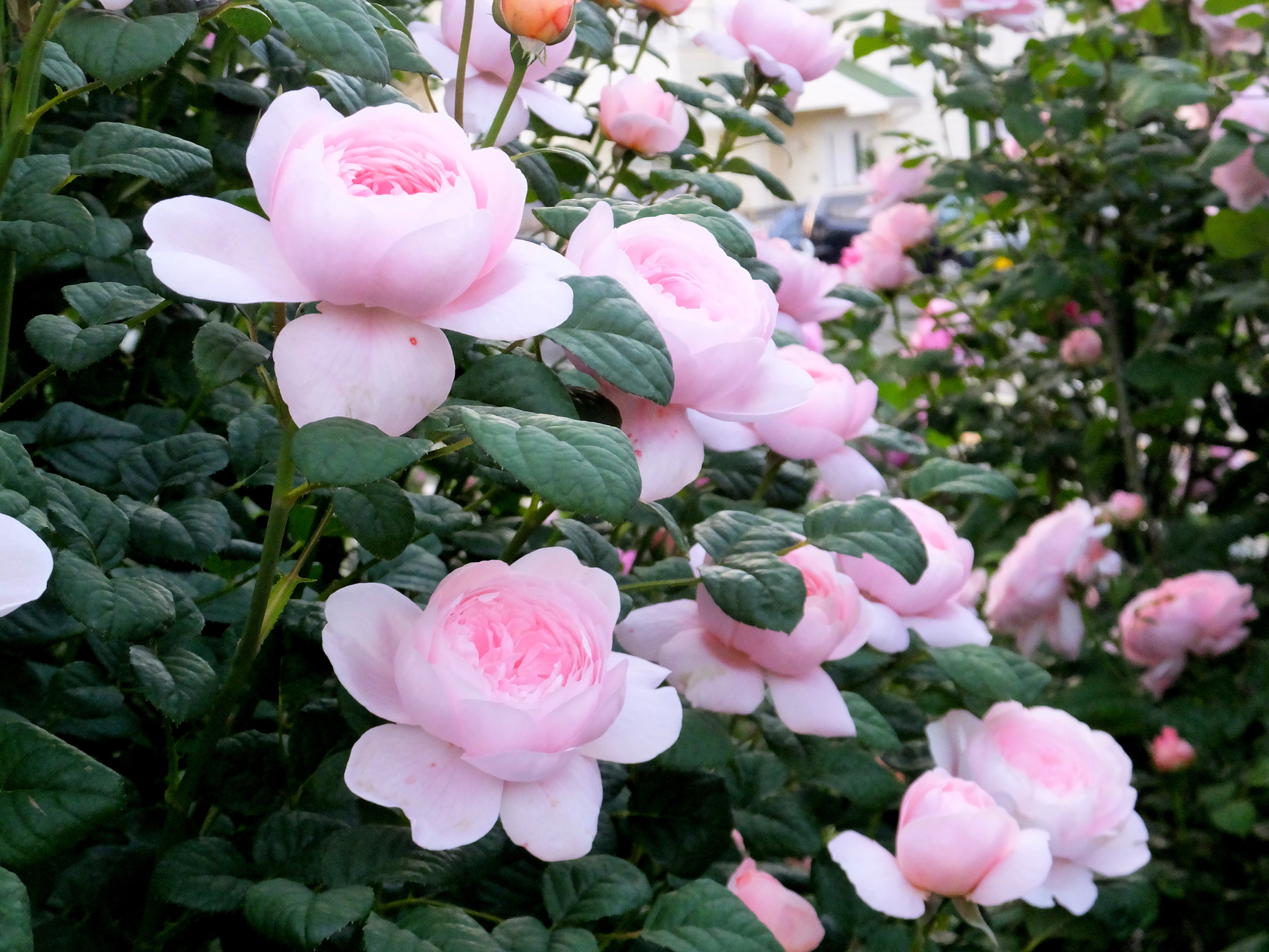 花 植物 可愛いバラの花 壁紙19x1440 壁紙館