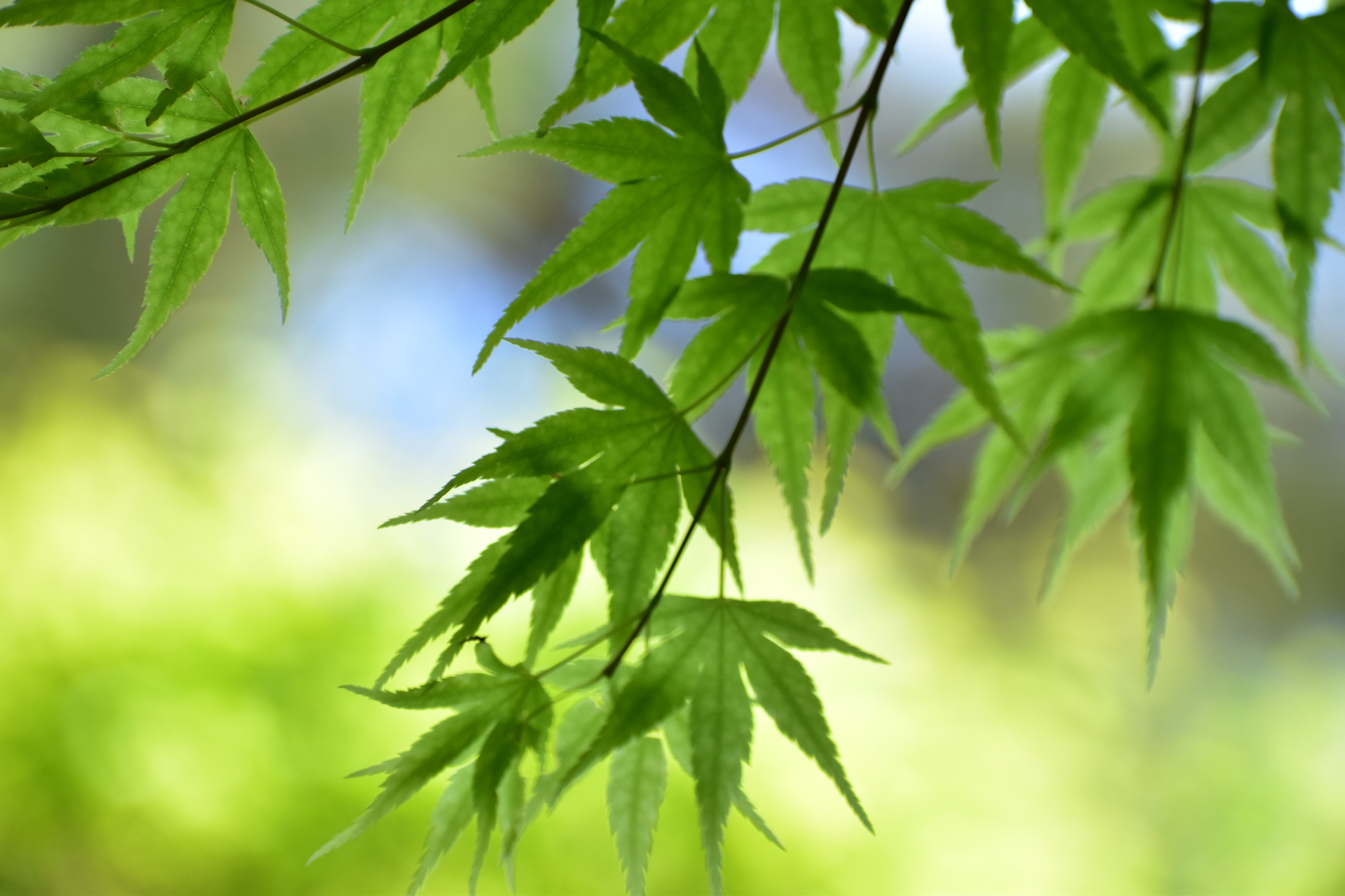 花 植物 青もみじ 壁紙19x1279 壁紙館