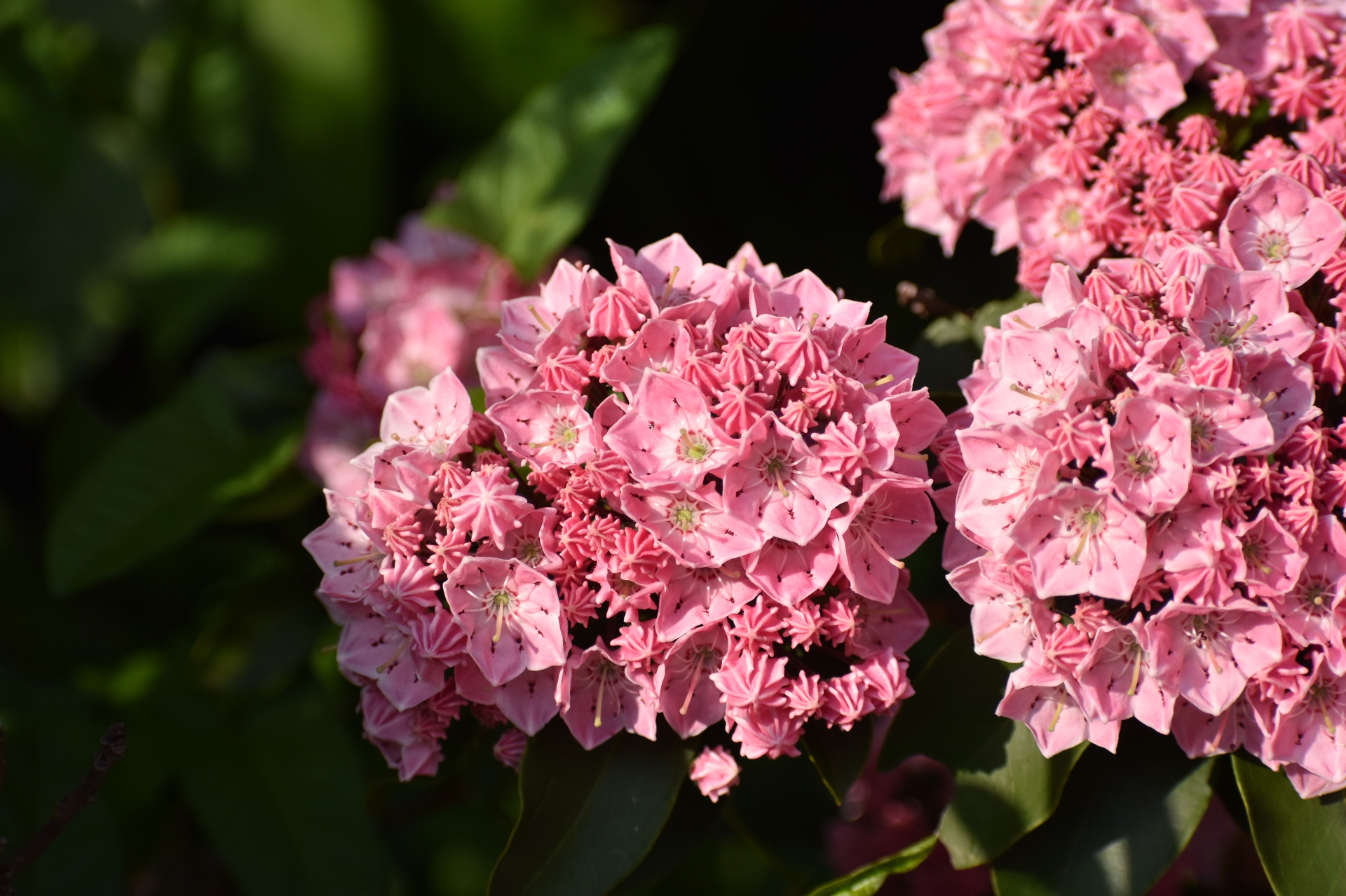 花 植物 カルミア ピンクボール 壁紙19x1279 壁紙館