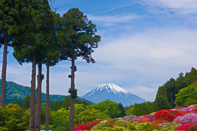 三本杉とつつじと富士山