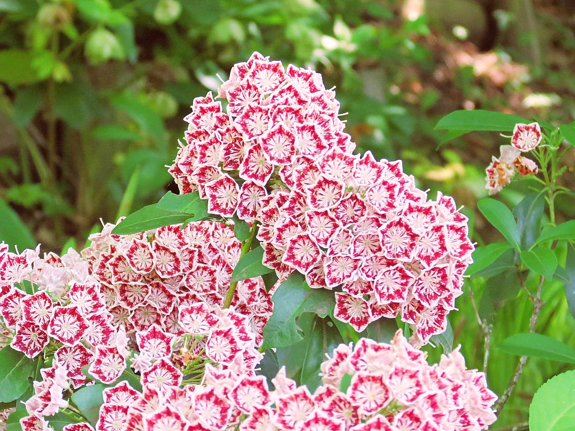 花 植物 カルミア アメリカシャクナゲ 壁紙19x1440 壁紙館