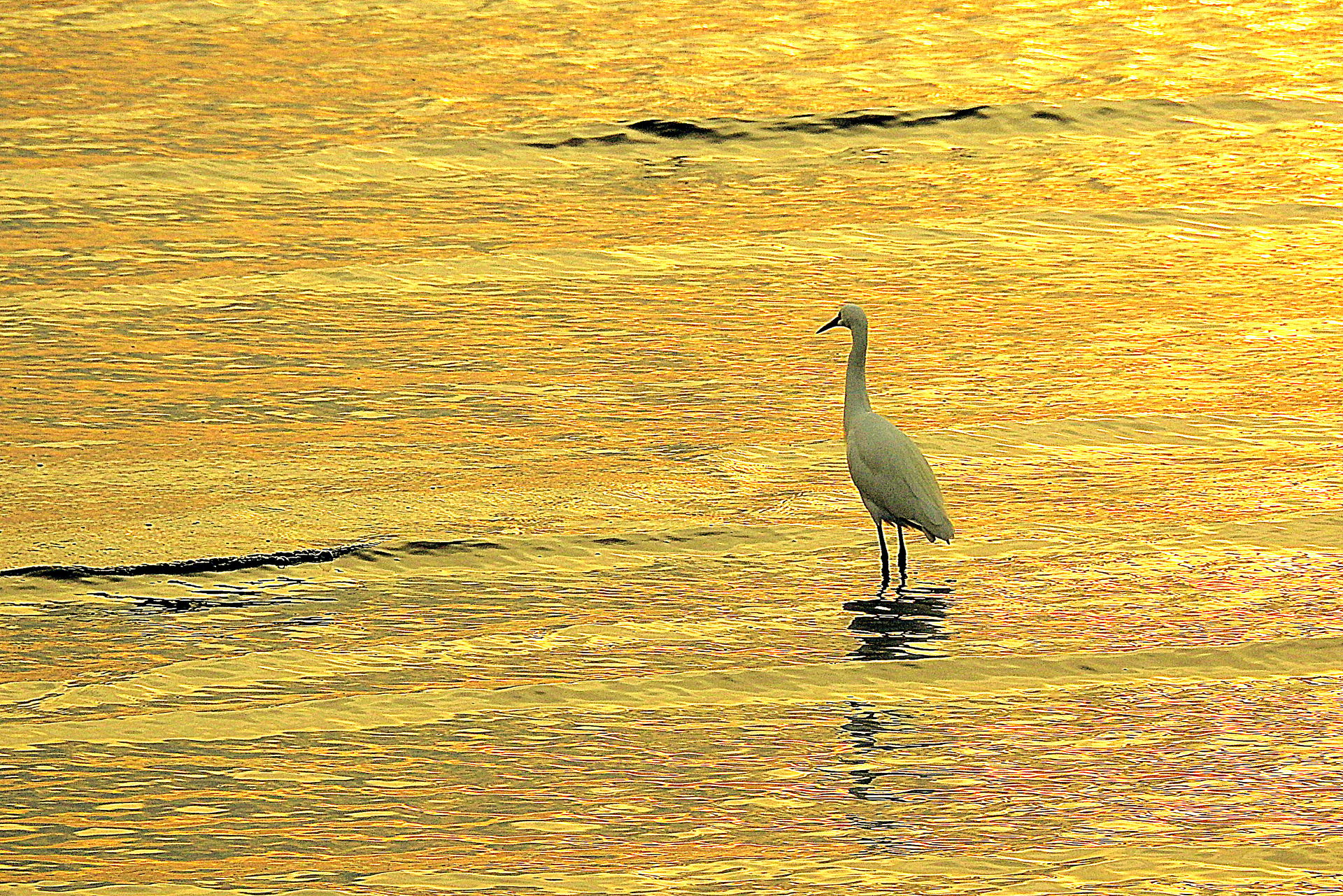 動物 鳥 ペンギン 金屏風 壁紙1920x1281 壁紙館