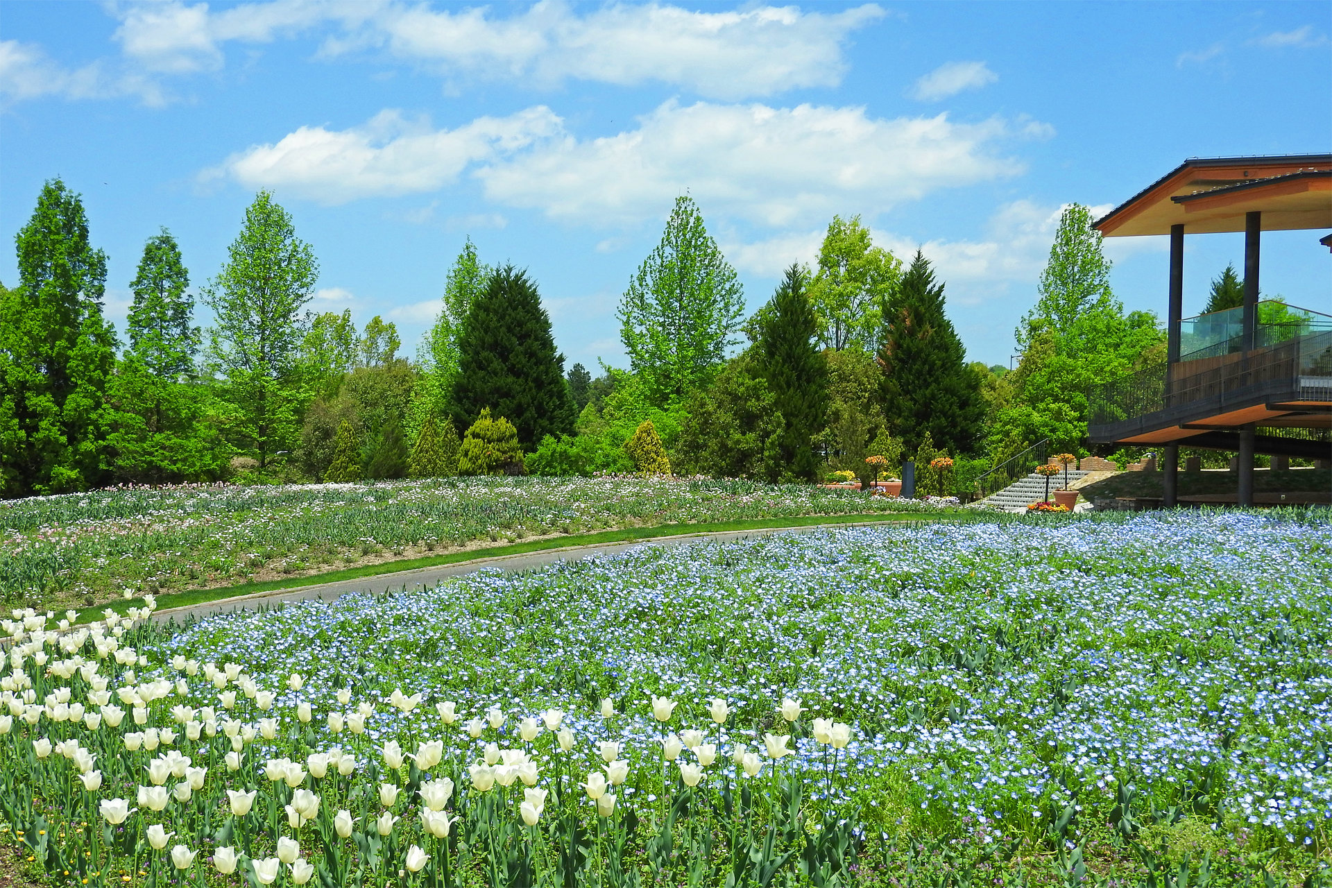 日本の風景 春の国営備北丘陵公園8 壁紙19x1280 壁紙館