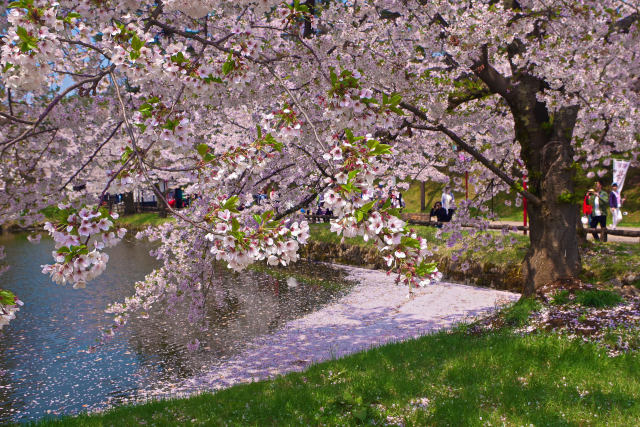 春爛漫の弘前公園