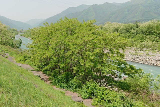 松本梓川の春