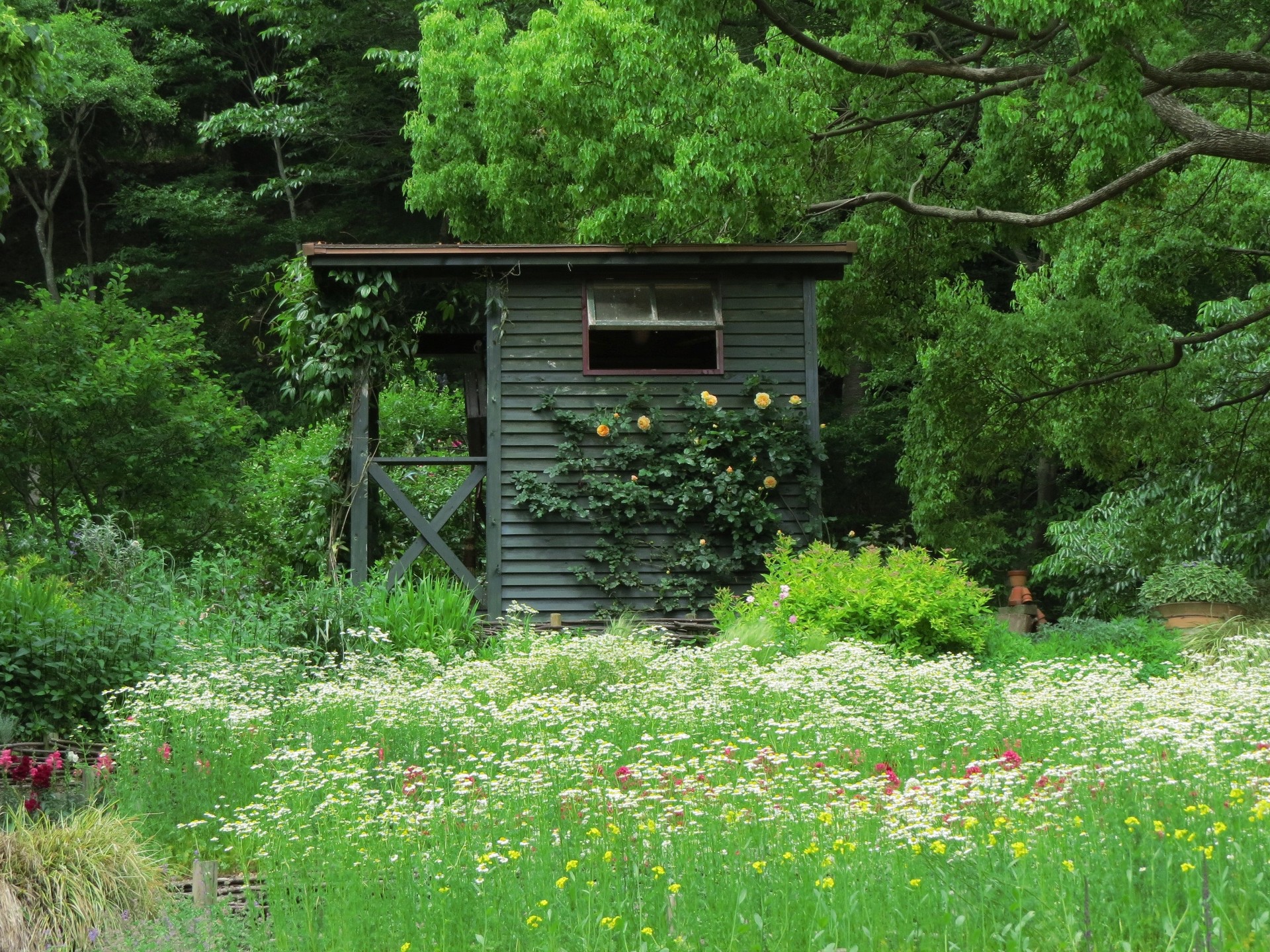 日本の風景 カモミール畑の小屋 壁紙19x1440 壁紙館