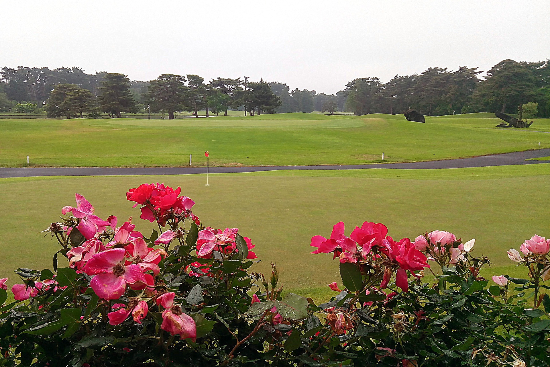 日本の風景 バラの咲き乱れるゴルフ場 壁紙19x1280 壁紙館