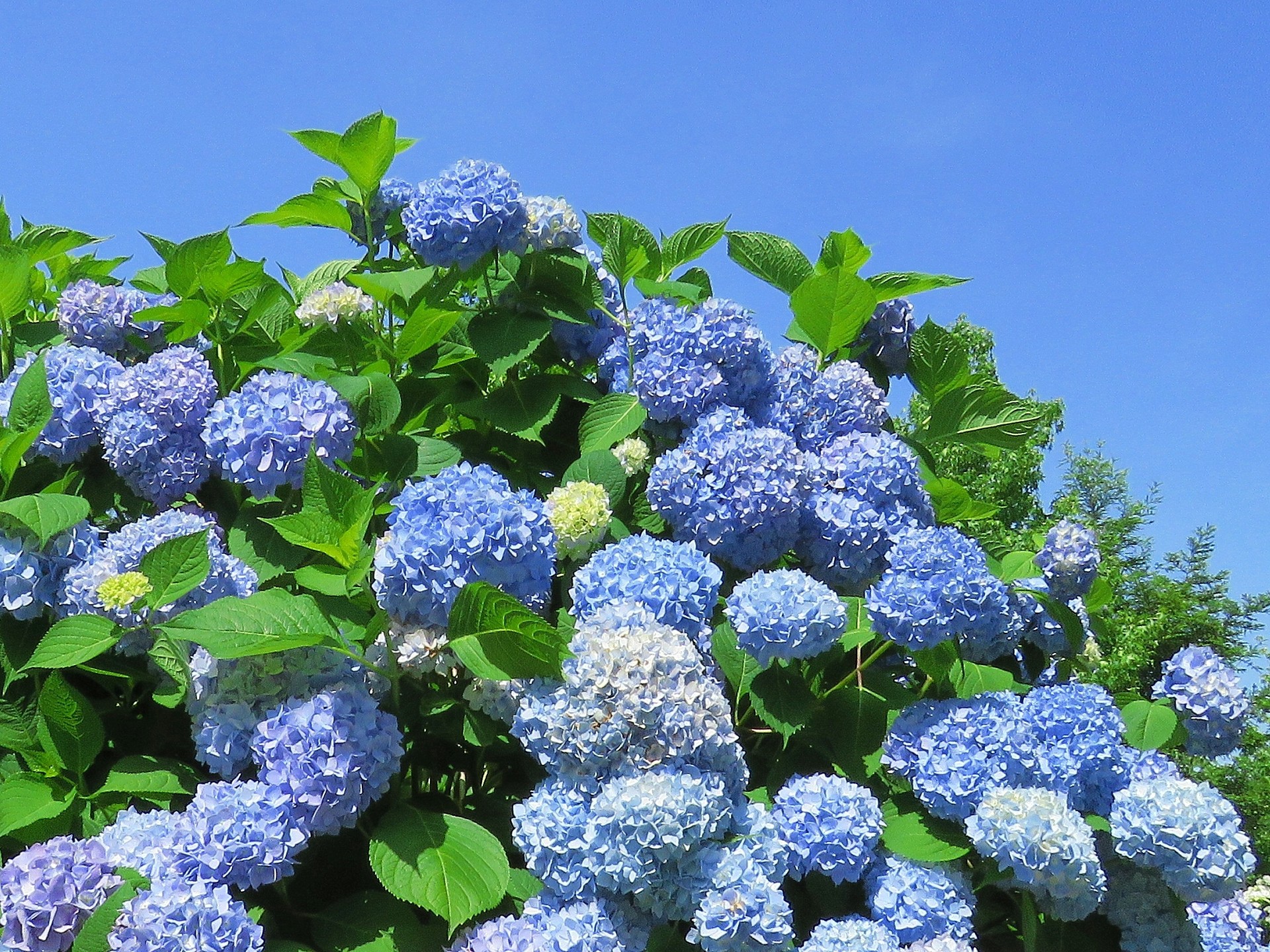 花 植物 爽やかな青 紫陽花霧島の恵 壁紙19x1440 壁紙館