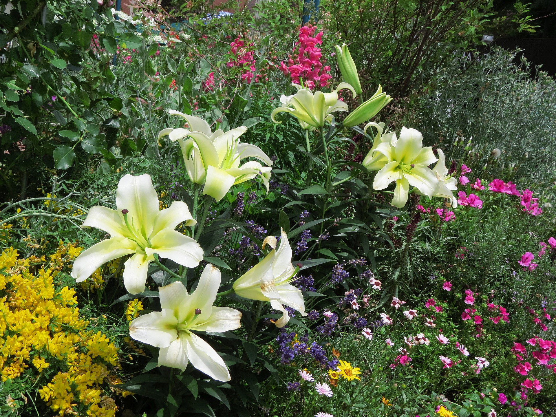 花 植物 百合の花咲く花壇 壁紙19x1440 壁紙館 花 植物 百合の花咲く花壇 壁紙19x1440 壁紙館