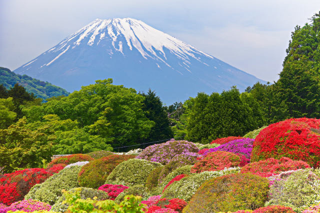 富士山とつつじ