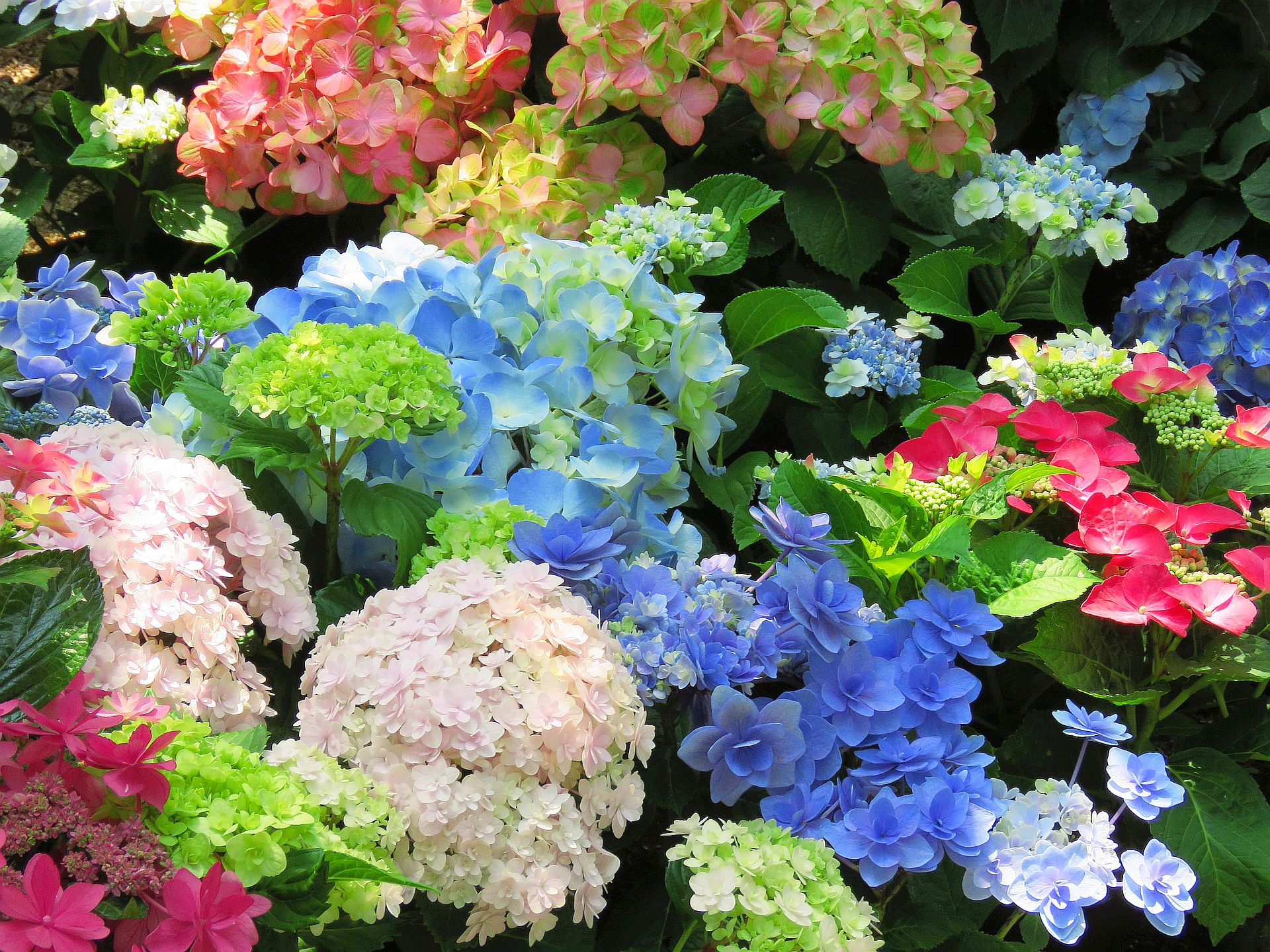 花 植物 彩り豊かな紫陽花 壁紙19x1440 壁紙館