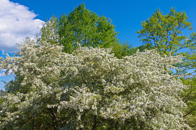 清里に咲くズミの花