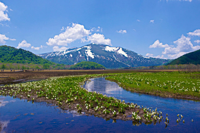 至仏山と水芭蕉群落