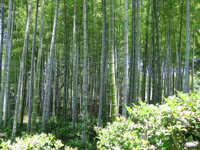 初夏の竹林