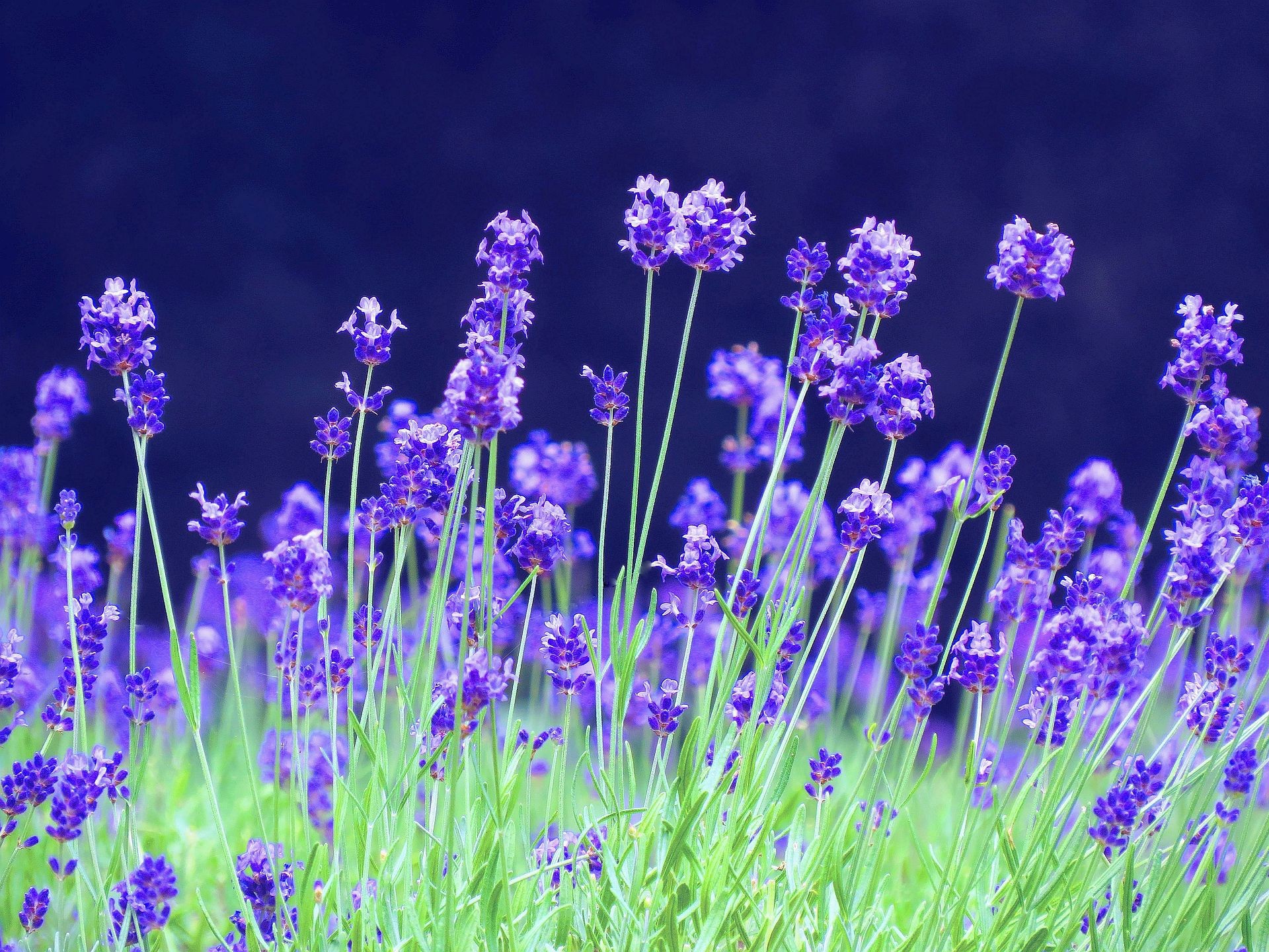 花 植物 花咲き香るラベンダー 壁紙19x1440 壁紙館