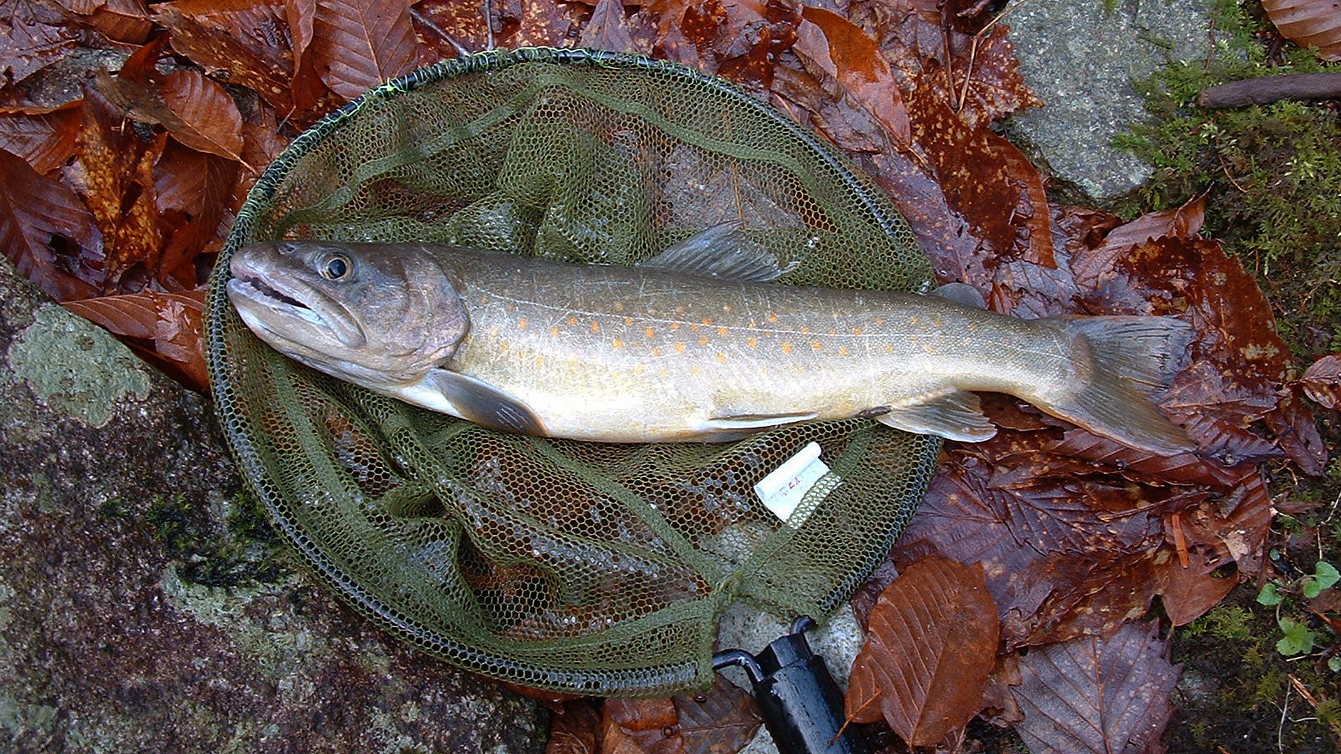 魚 水生生物 尺岩魚をゲット 壁紙19x1080 壁紙館