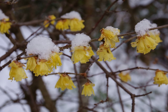 雪蝋梅