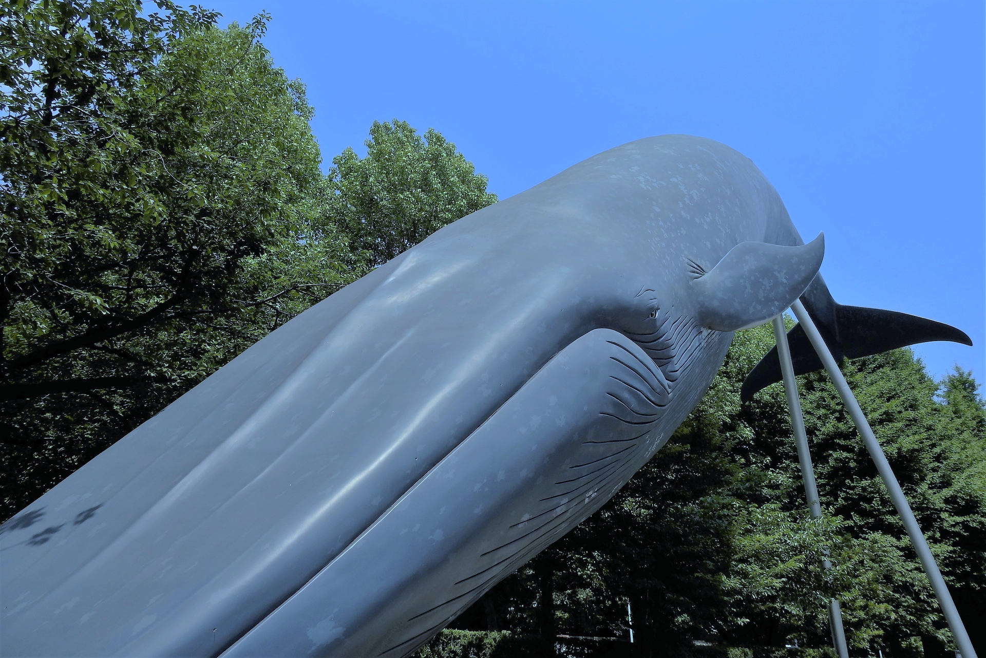 都市 街 室内 シロナガスクジラ 壁紙19x1281 壁紙館