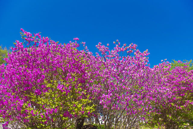 美し森のミツバツツジ