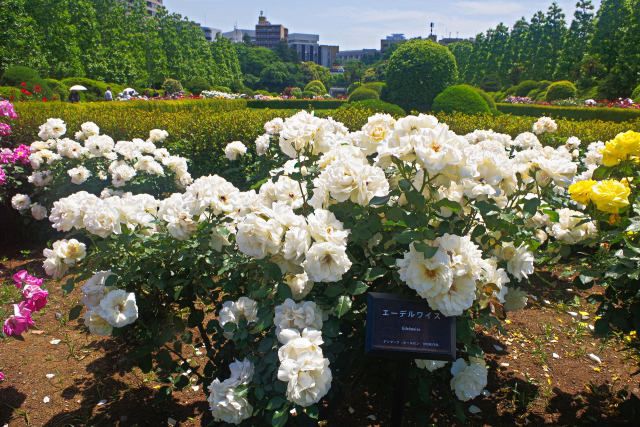 エーデルワイス