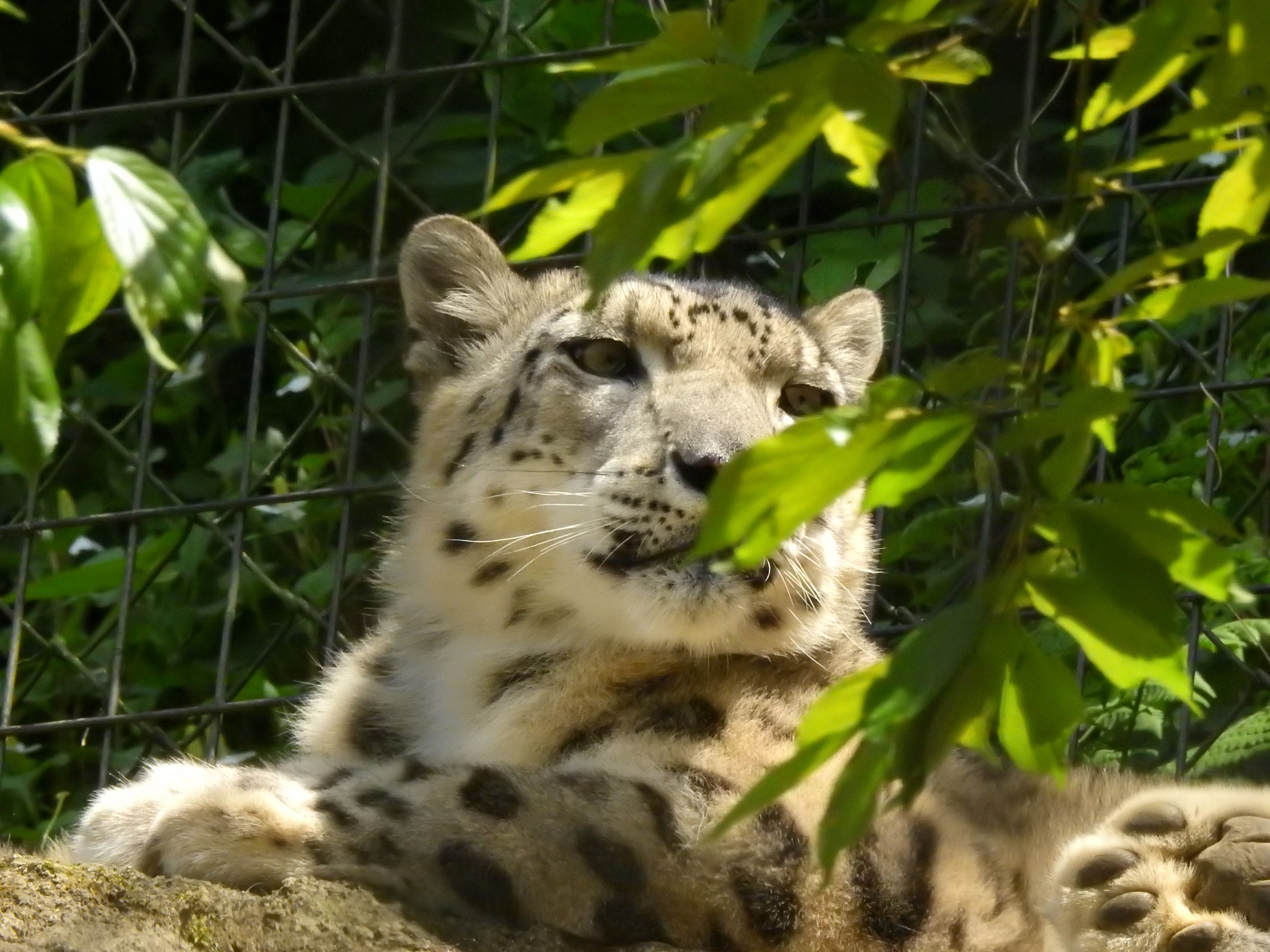 動物 その他 ユキヒョウ 壁紙19x1440 壁紙館