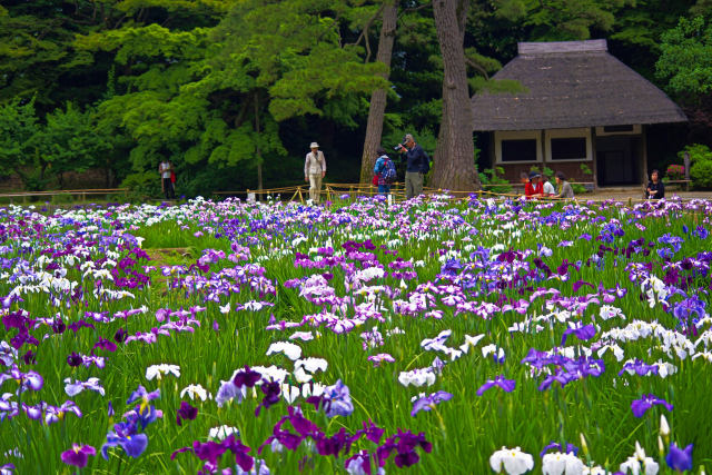 咲き誇る花菖蒲