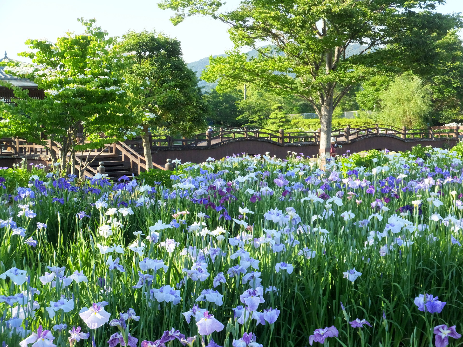 日本の風景 明るい初夏景色 壁紙19x1440 壁紙館