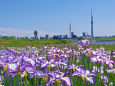 花菖蒲とスカイツリー