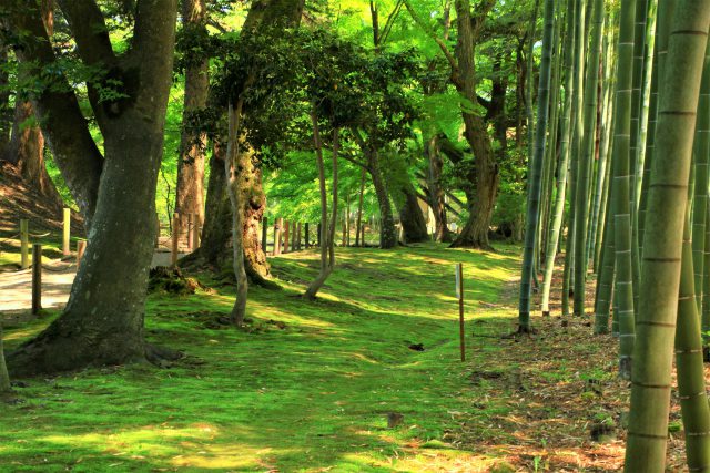 苔と竹林の道