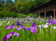 本土寺の花菖蒲