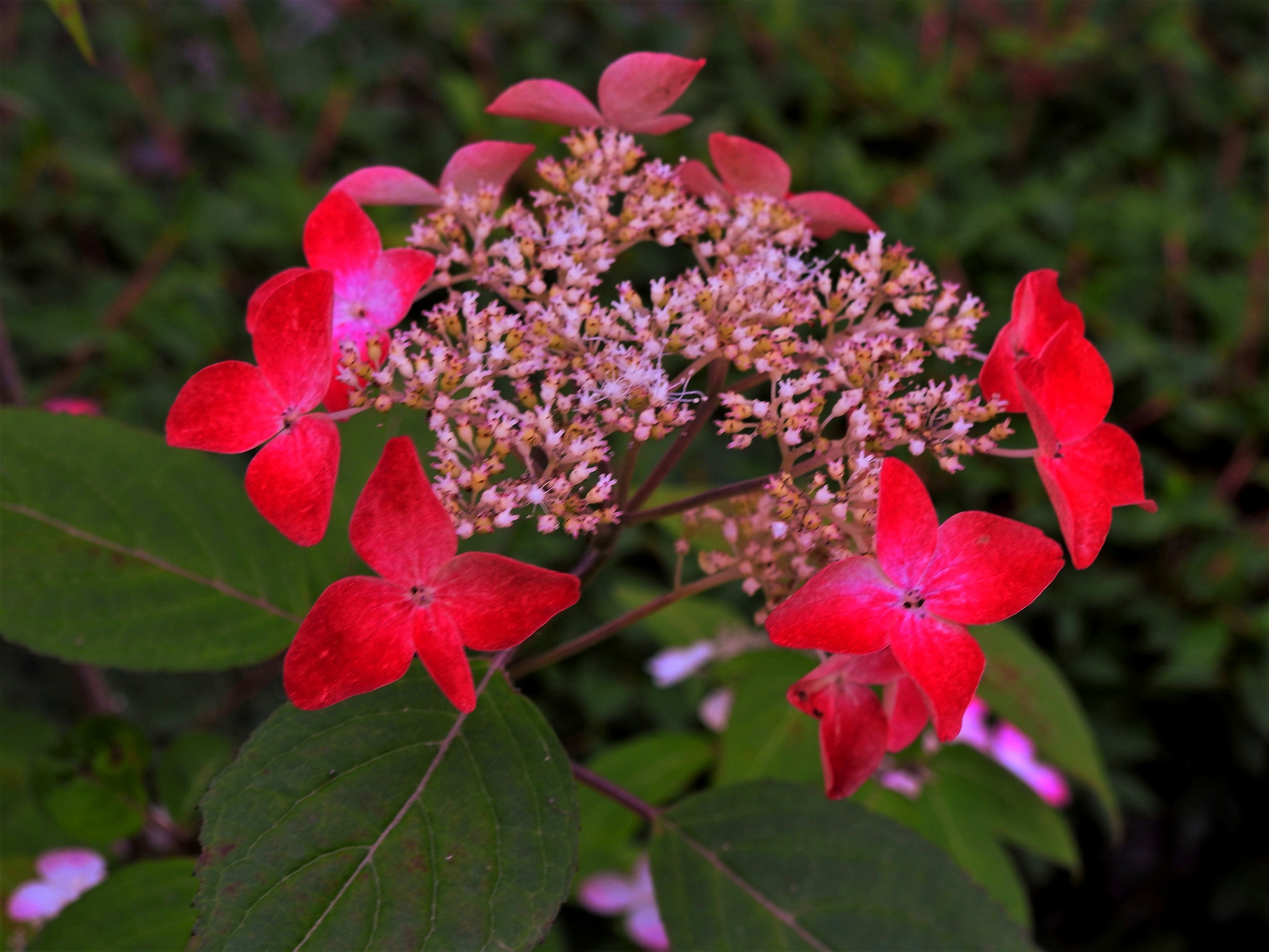 花 植物 山紫陽花 紅 壁紙19x1440 壁紙館