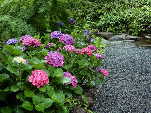 紫陽花の咲く向山庭園