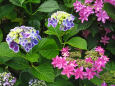 七色のアジサイ