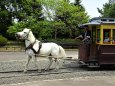 馬車鉄道のどさんこ「嵐」君