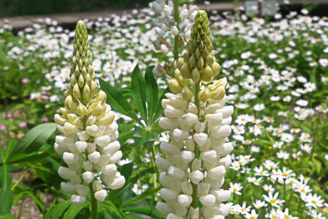 ルピナスとミヤコワスレ