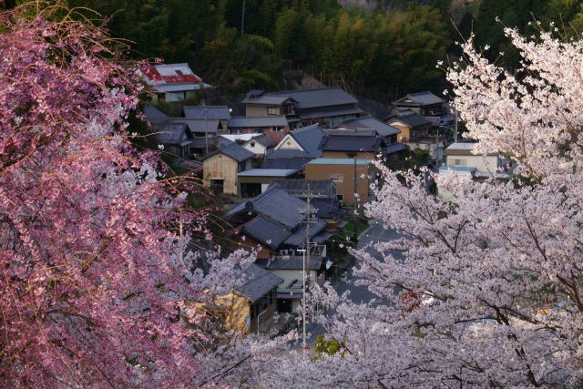 桜の里