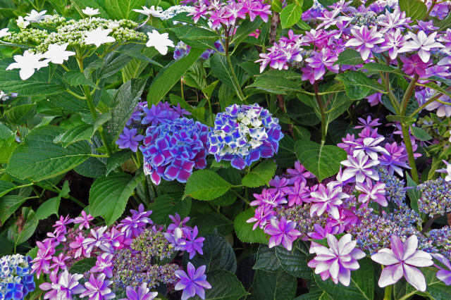 七色のアジサイ