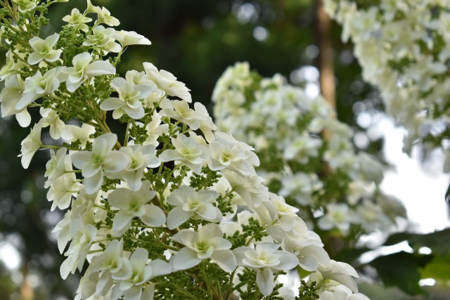 カシワバアジサイ