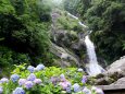 紫陽花の季節、見帰りの滝