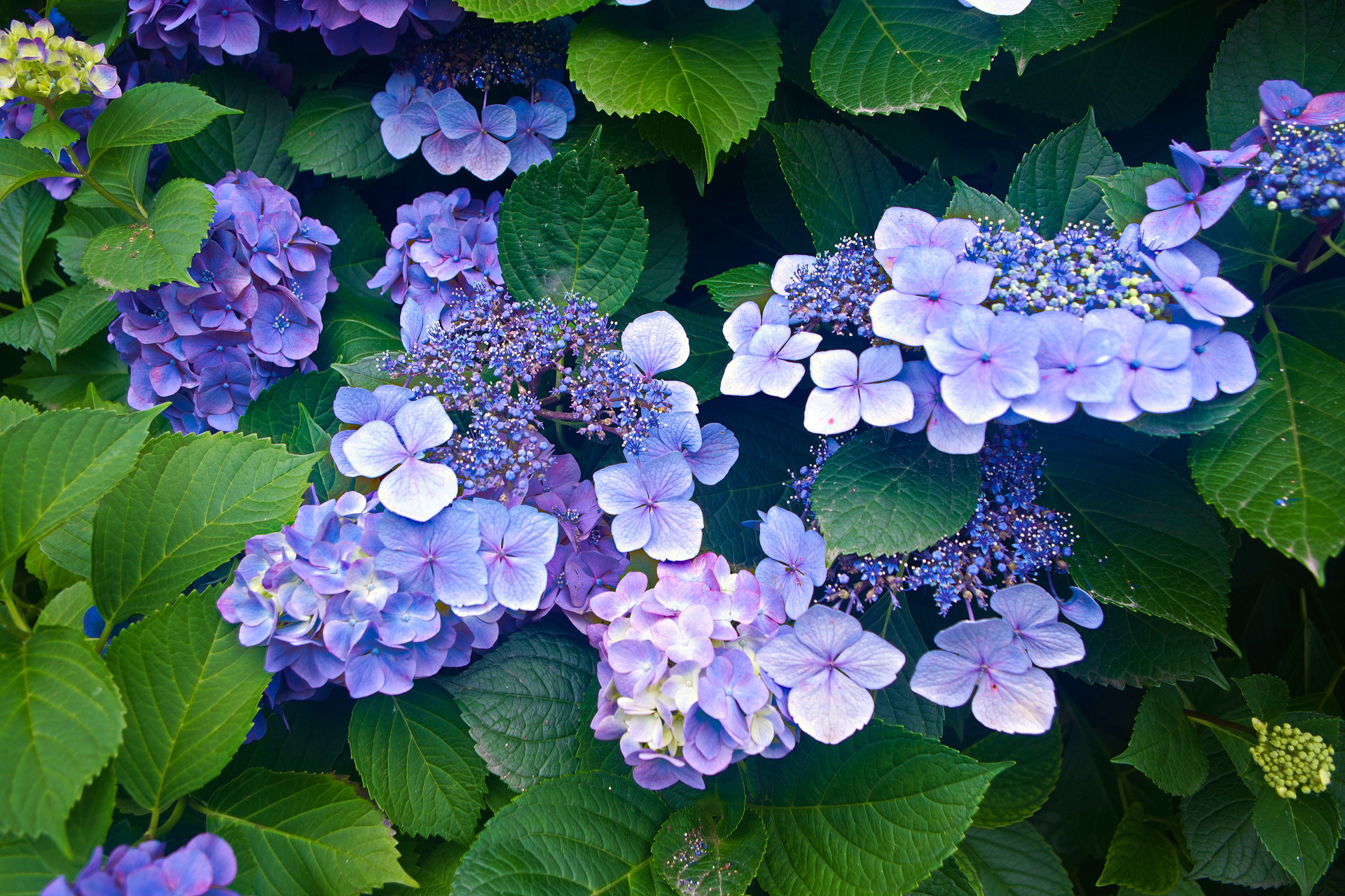 花 植物 ガクアジサイ 壁紙19x1280 壁紙館