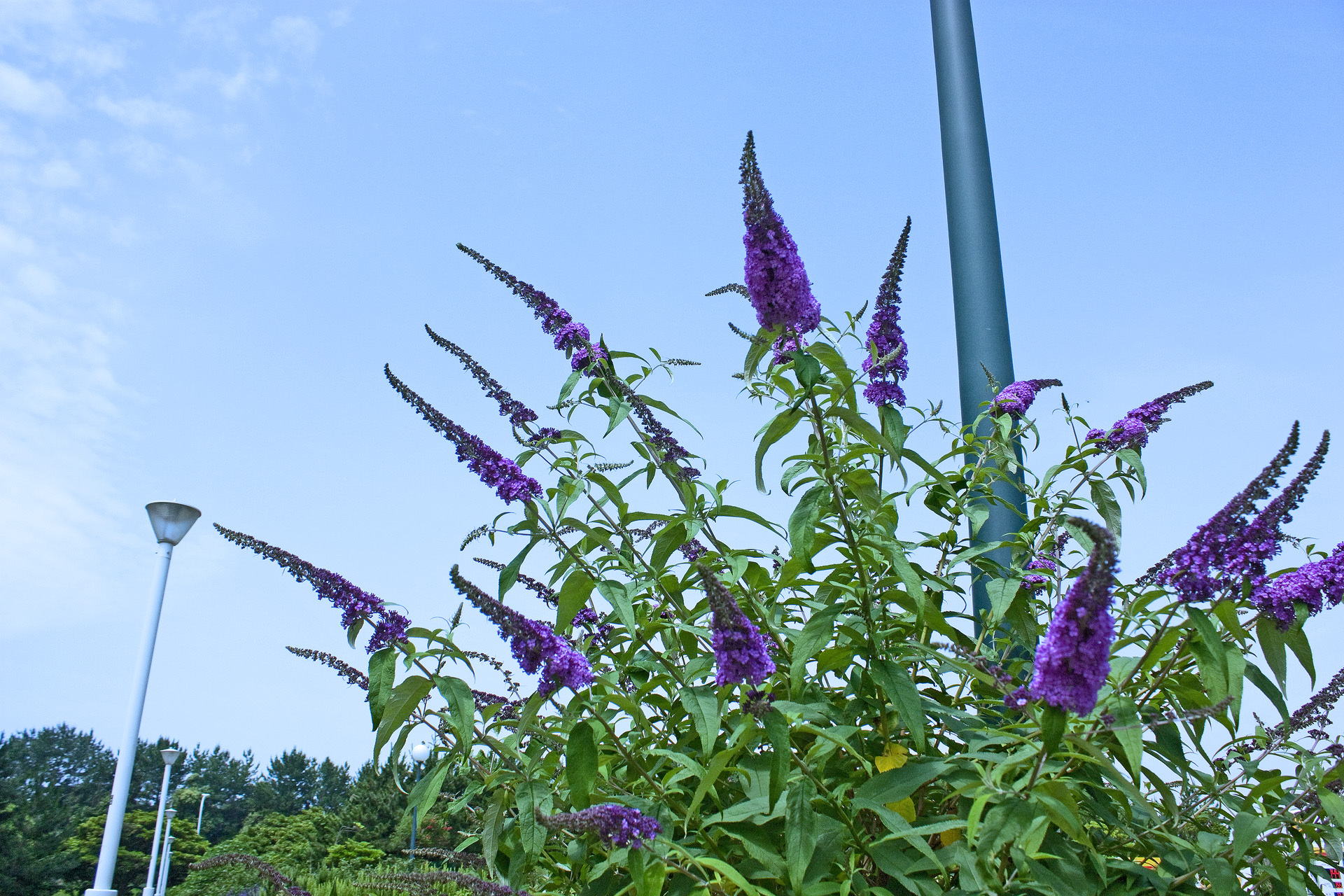 花 植物 フサフジウツギ ブッドレア 壁紙19x1280 壁紙館