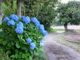 紫陽花の田舎道